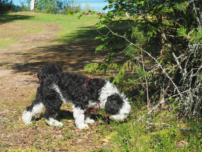 Tibet-Terrier schnüffelt am Wegrand.