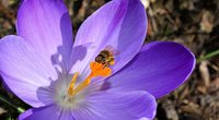 Ist der Krokus giftig für Mensch und Tier?