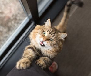 Lebhafte Gefährten: Diese Katzenrassen sitzen keine Sekunde still