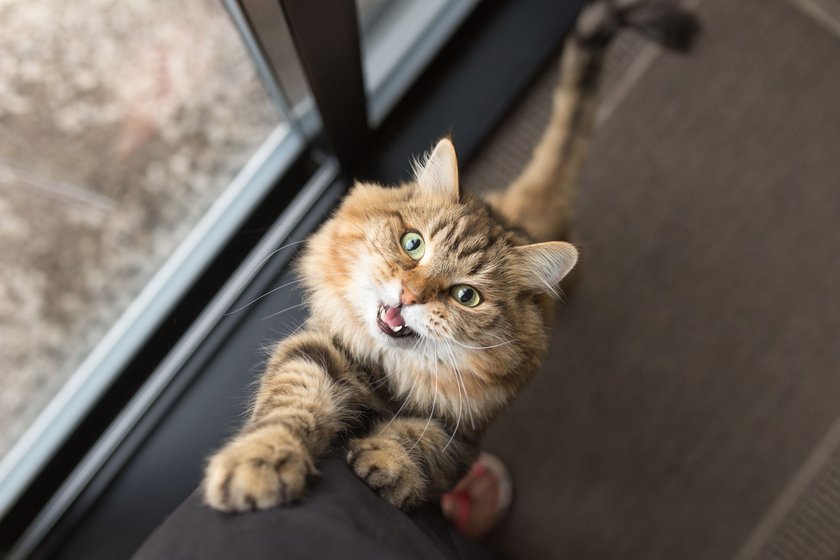 Katzen mit viel Energie brauchen regelmäßige Auslastung.