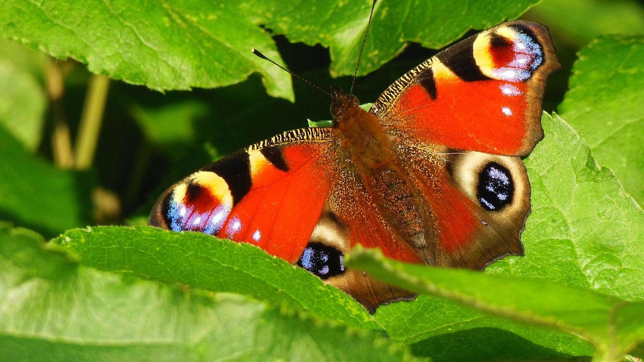So farbenfroh sieht ein Tagpfauenauge aus, wenn es das Raupenstadium verlassen hat.