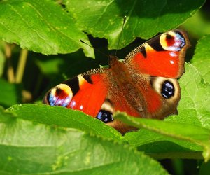 Tagpfauenauge: Ist die Raupe des Schmetterlings giftig?