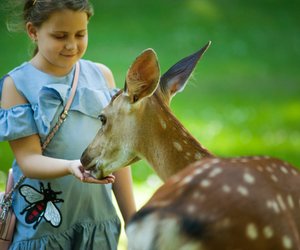 Oft verwechselt: Das ist der Unterschied zwischen Reh und Hirsch