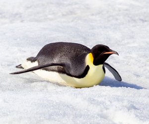 Tiergeheimnis gelüftet: Deshalb rutschen Pinguine auf ihrem Bauch