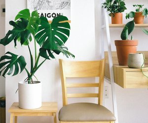 Monstera – wie oft gießen?