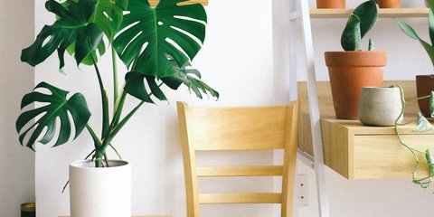 Wie oft Kaktus gieen? So bleibt er am Leben