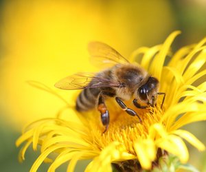 Wie weit fliegen Bienen? Den Nektarsammlern auf der Spur