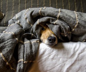 5 Ideen, mit denen ihr euren Hund im Winter drinnen beschäftigen könnt