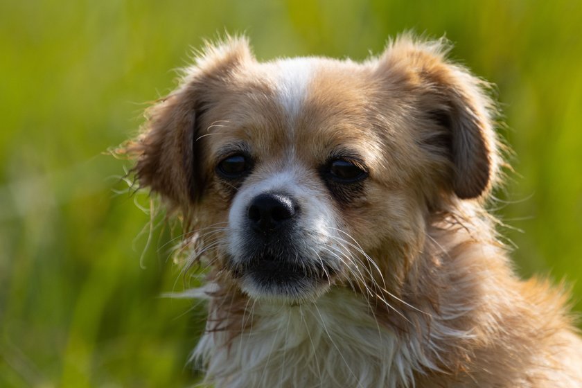 Tibet Spaniel