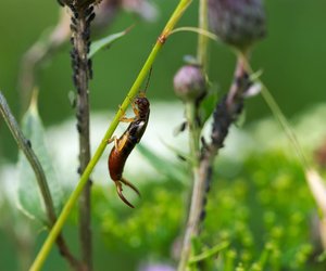 Ohrenkneifer: Was fressen die Insekten eigentlich?
