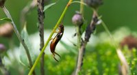 Ohrenkneifer: Was fressen die Insekten eigentlich?