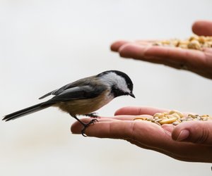 Was fressen Vögel und womit darfst du sie nicht füttern?