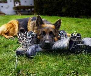 Beschützer für lange Zeit: Wie alt werden Schäferhunde? 