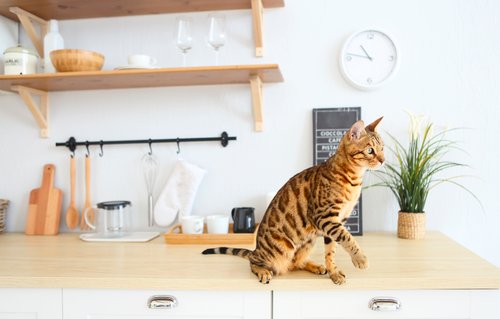 Bengal Katze Bengal Katze
