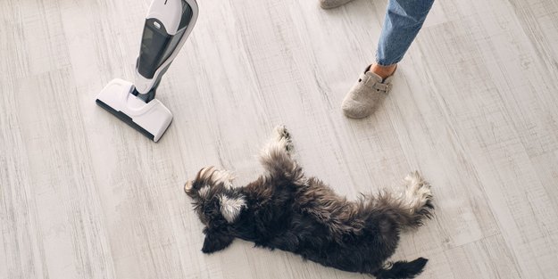 Amazon verkauft genialen Akkusauger mit Anti-Haar-Technologie zum Hammerpreis