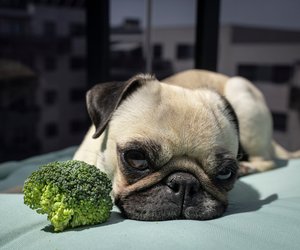 Dürfen Hunde Brokkoli essen? So vertragen sie ihn
