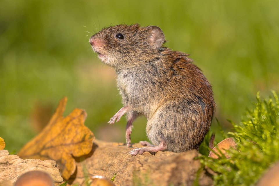 Hantavirus Gefahrlich Fur Schwangere Familie De