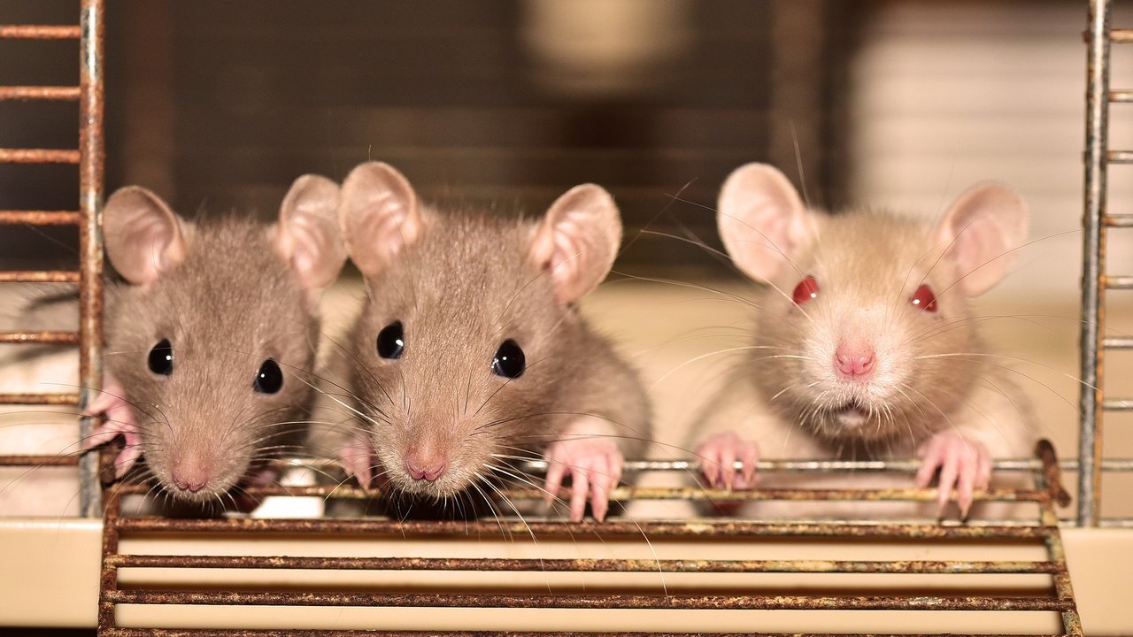 Drei neugierige Ratten schauen, wann es das nächste Leckerli gibt. 