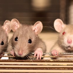 Dürfen Ratten Bananen essen? Das ist für die Nagetiere wichtig