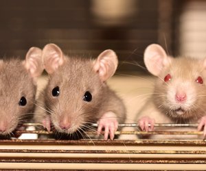 Dürfen Ratten Bananen essen? Das ist für die Nagetiere wichtig