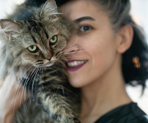 Schmusekatzen: Diese 3 Katzenrassen kuscheln gerne