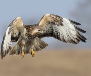 Habicht oder Bussard? So erkennst du den Unterschied