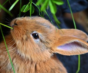 Dürfen Kaninchen Kürbis essen?