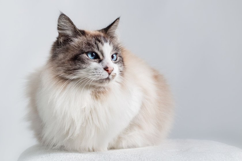 Langhaarige Ragdoll Katze