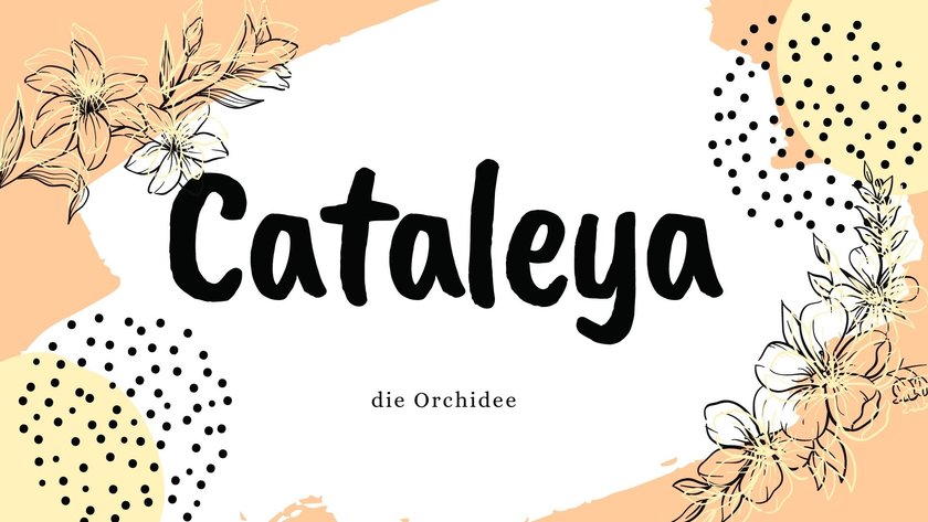 Namen mit der Bedeutung „Blume”: Cataleya
