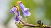 Gefährlicher Blickfang? Ist der Blauglockenbaum giftig?
