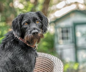 Deutsch Drahthaar: Diese Größe erreicht die Hunderasse
