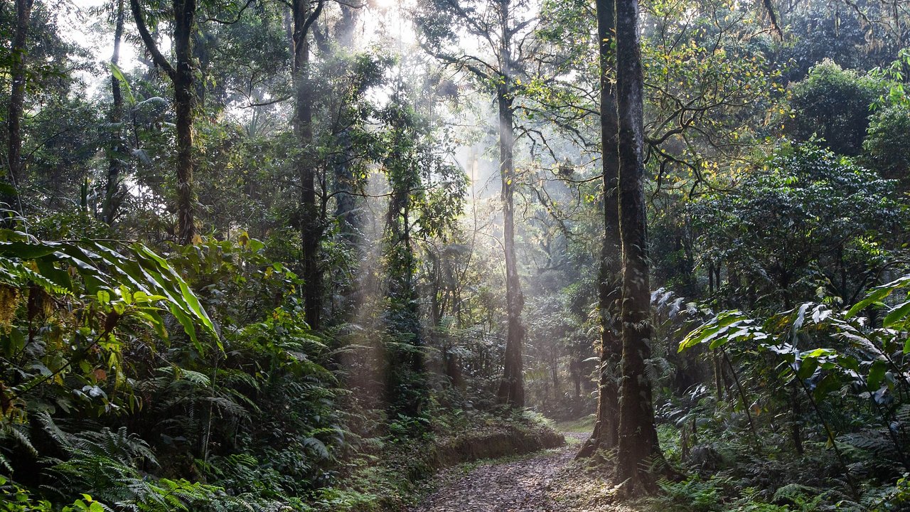 Auf dem Bild siehst du den größten Wald der Welt.