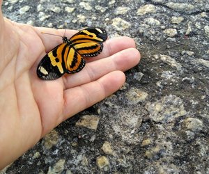 Wie lange leben Schmetterlinge? Ihr Lebenszyklus leicht erklärt