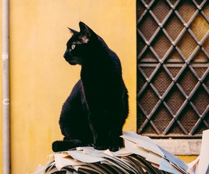 Was ist Aberglaube? Wir beantworten die Frage kindgerecht