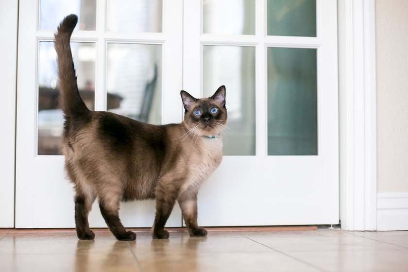 Siamkatzen besitzen leuchtend blaue Augen.