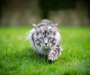 12 Katzenrassen lieben Freilauf