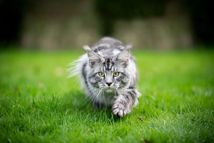 Maine Coon