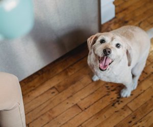 Dürfen Hunde Ingwer essen? In manchen Fällen lieber nicht