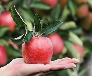 Apfel und Schwangerschaft: Darf man das Obst essen?