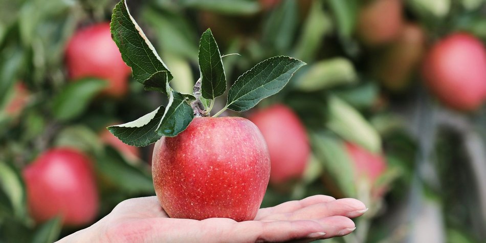 Apfel und Schwangerschaft: Darf man das Obst essen?