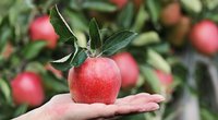 Apfel und Schwangerschaft: Darf man das Obst essen?