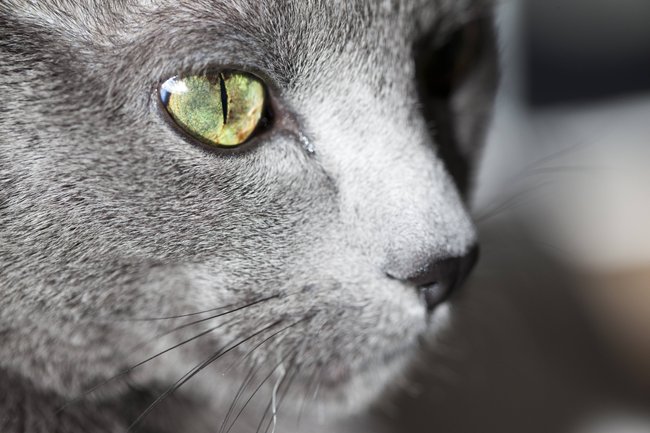 Graue Katze Gesicht mit grünen Augen