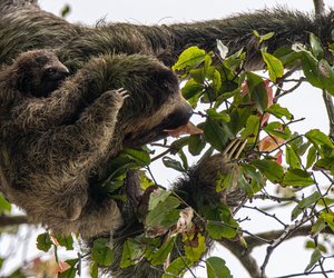 Wo leben Faultiere? Wir stellen ihre Heimat vor