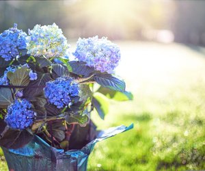 Farbe für den Garten: Wann blühen Hortensien?