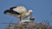 Was fressen Störche und wohin fliegen sie im Winter?