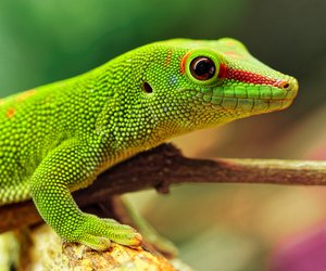 Wo leben Geckos? Die Heimat der uralten Reptilien