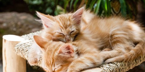 Gut zu wissen: Ist die Grnlilie giftig fr Katzen und Menschen?