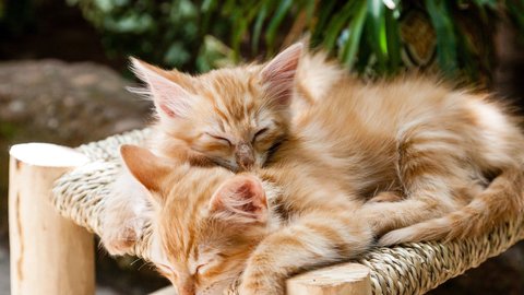 Ist der Drachenbaum giftig fr Menschen und Katzen?