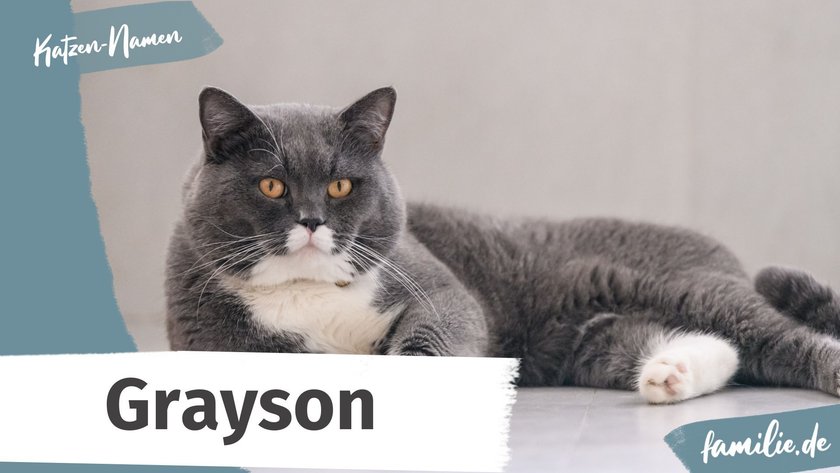 Namen für graue Katzen: Grayson