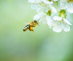 10 total spannende Bienen-Fakten: Von A wie Akazienhonig bis Z wie Zucht